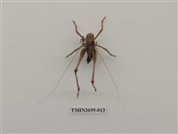 藏品(直翅目(3))的圖片